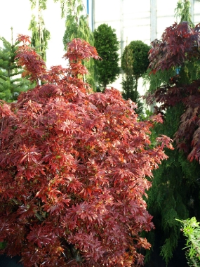 Klon palmowy (Acer palmatum) Skeeter